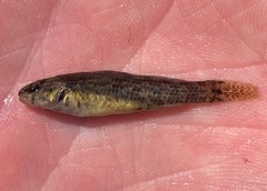 Rush Darter photo 3