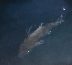 Gnathanodon speciosus