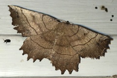 Euchlaena johnsonaria