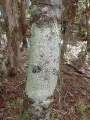 Notoparmelia testacea