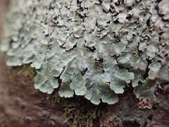 Notoparmelia testacea