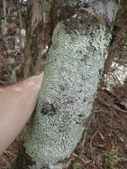 Notoparmelia testacea