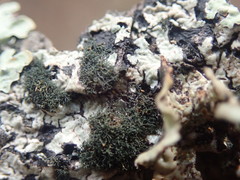 Leptogidium contortum