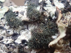 Leptogidium contortum