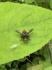 Laphria mitsukurii