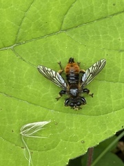 Laphria mitsukurii