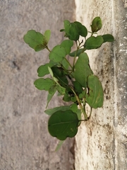 Porophyllum ruderale