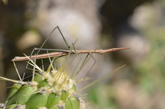 Microcoema acuminata