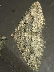 Triphosa californiata