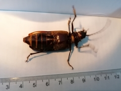 Aplagiognathus spinosus