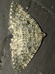 Triphosa californiata