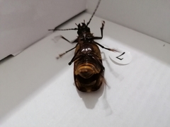 Aplagiognathus spinosus