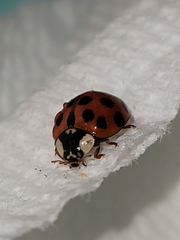 Harmonia axyridis