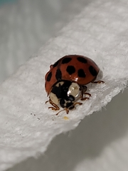 Harmonia axyridis