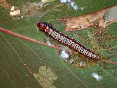 Agriophara leptosemela