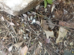 Tripogandra serrulata