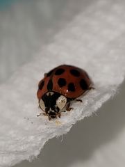 Harmonia axyridis