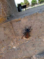 Eleodes suturalis