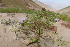 Nolana chancoana