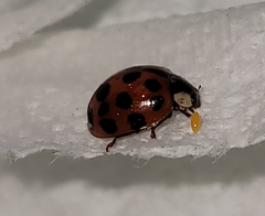 Harmonia axyridis