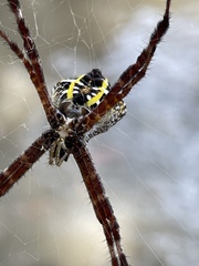 Argiope