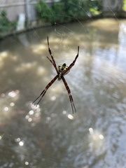 Argiope