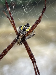 Argiope