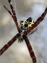 Argiope