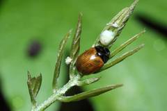 Gonioctena rubripennis