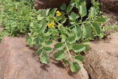 Solanum pennellii