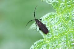 Conderis orientis
