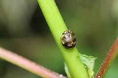 Gnezdilovius variabilis