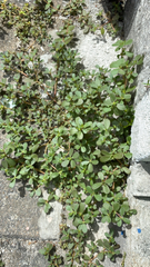 Portulaca oleracea