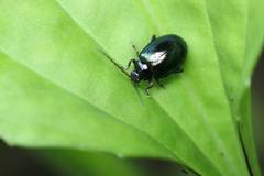 Hemipyxis plagioderoides