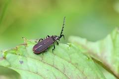 Conderis orientis