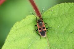 Physopelta parviceps