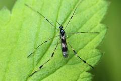 Gymnastes flavitibia