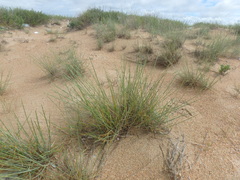 Thinopyrum bessarabicum