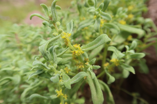 Tetragonia microcarpa · iNaturalist