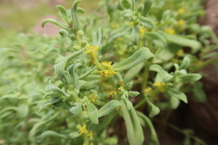 Tetragonia microcarpa