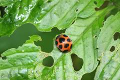 Diekeana admirabilis