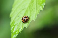 Diekeana admirabilis