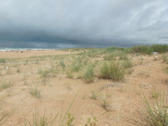 Thinopyrum bessarabicum