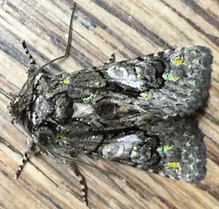 Behrensia conchiformis