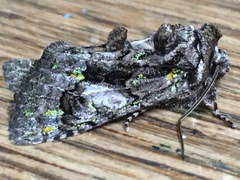 Behrensia conchiformis