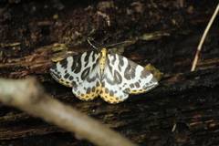 Gandaritis whitelyi leechi