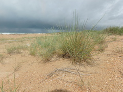 Thinopyrum bessarabicum