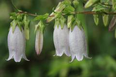 Campanula punctata hondoensis