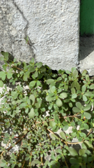 Portulaca oleracea