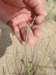 Thinopyrum bessarabicum